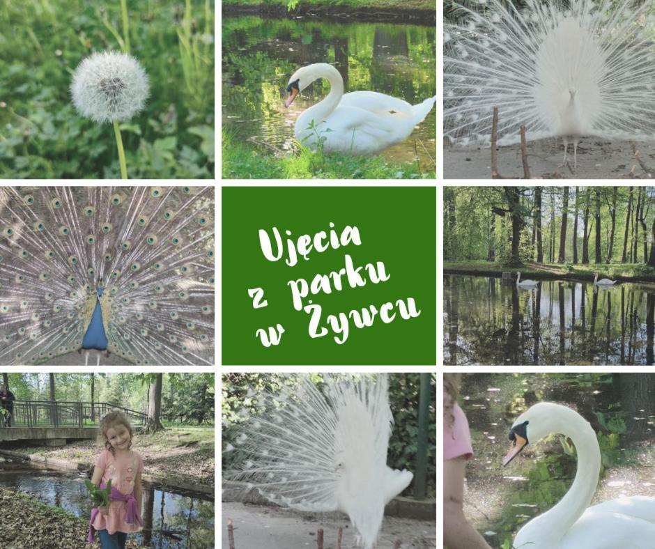 Apartamenty Pilsko Korbielów Exteriér fotografie